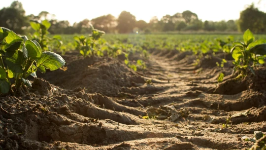 Jön a kínai befektető, elégedetlenek a szegedi gazdák a földjeikért felajánlott pénzzel