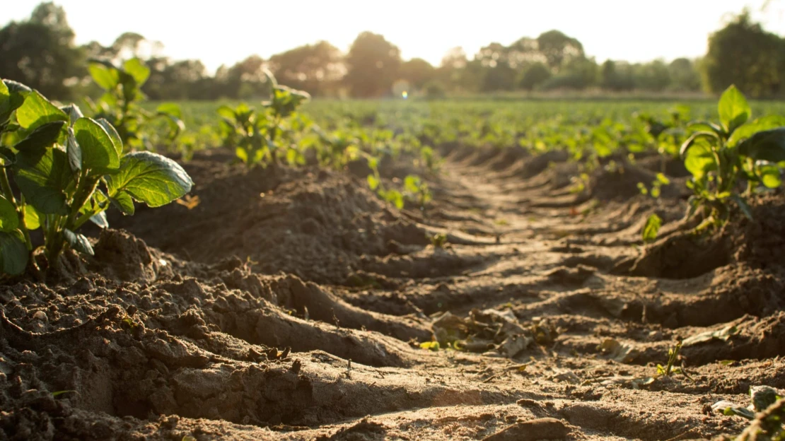 Jön a kínai befektető, elégedetlenek a szegedi gazdák a földjeikért felajánlott pénzzel