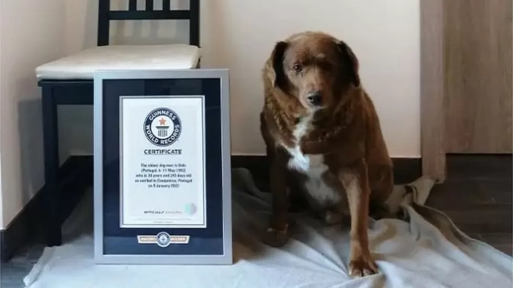 Az évszázad csalása? Elvették Bobi kutya Guinness-rekordját, mert sokak szerint nem is élt 31 évet
