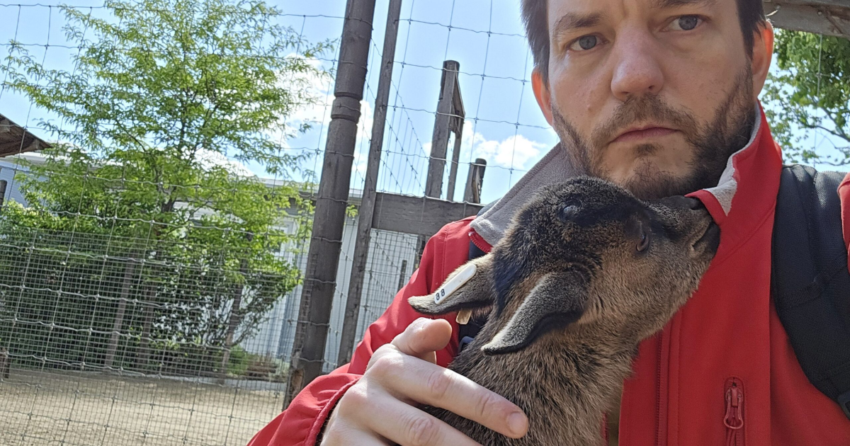 Ideiglenesen bezár az Állatkertben az állatsimogató