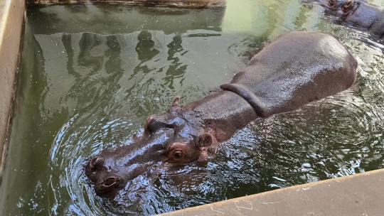 Az Escobar-örökség: Kolumbia elrendeli a szabadon élő vízilovak ritkítását