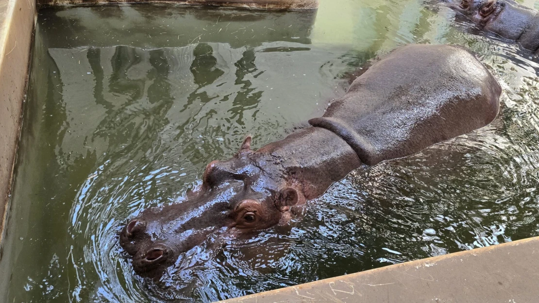 Az Escobar-örökség: Kolumbia elrendeli a szabadon élő vízilovak ritkítását