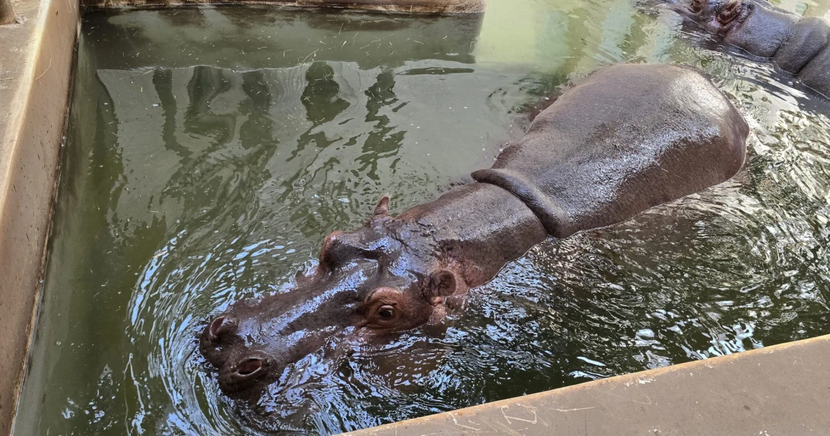 Az Escobar-örökség: Kolumbia elrendeli a szabadon élő vízilovak ritkítását