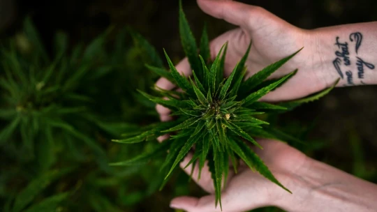Íme, az ország, ahol most legalizálták a kannabiszt, és sorra szabadulnak az elítéltek