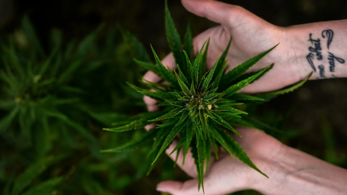 Íme, az ország, ahol most legalizálták a kannabiszt, és sorra szabadulnak az elítéltek