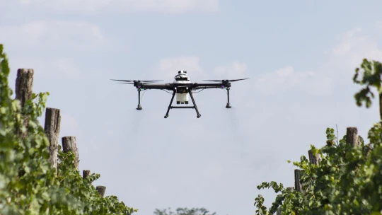 Új betegség pusztítja a magyar szőlőket, 22 borvidékből már 15 érintett