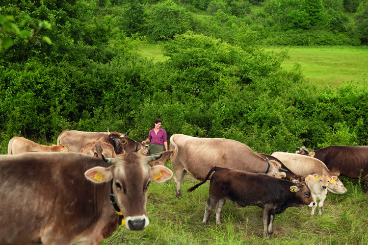 Kétszáz marhával éldegélni egy tanyán