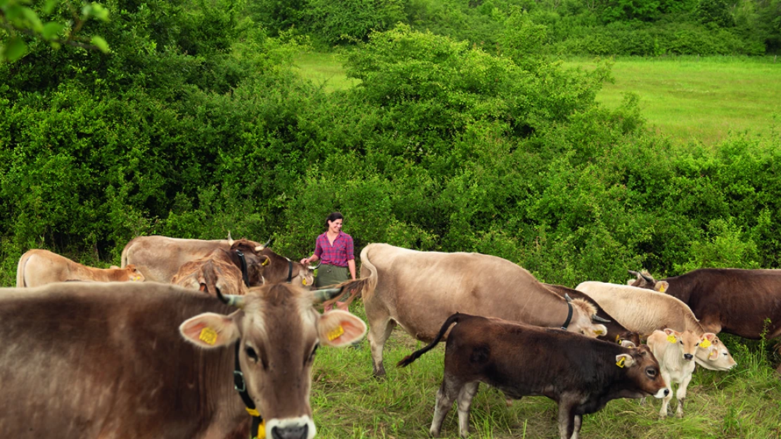 Kétszáz marhával éldegélni egy tanyán