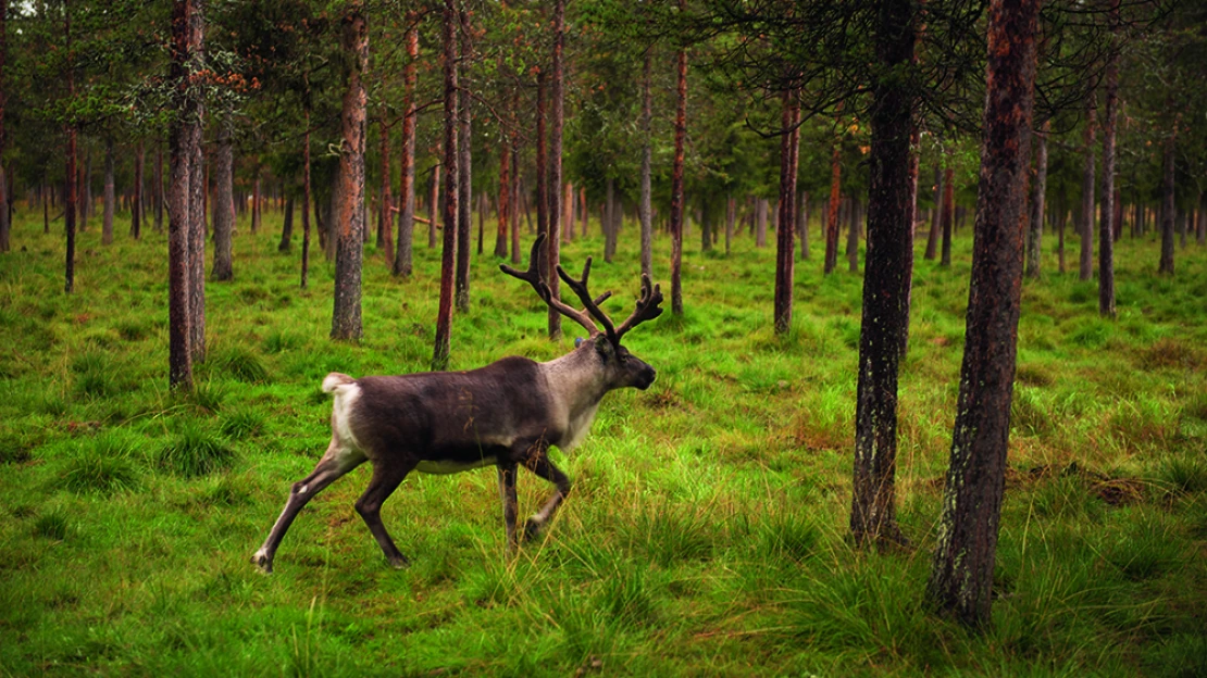 Szauna,mökki, rénszarvasbőgés