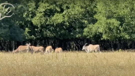 Meg fogsz lepődni, mire kértek engedélyt Mészárosék az egzotikus állatokkal kapcsolatban