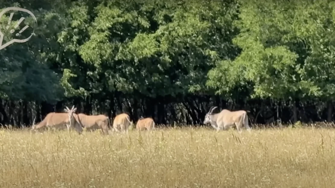Meg fogsz lepődni, mire kértek engedélyt Mészárosék az egzotikus állatokkal kapcsolatban