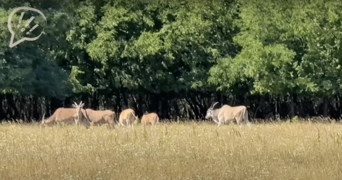 Meg fogsz lepődni, mire kértek engedélyt Mészárosék az egzotikus állatokkal kapcsolatban