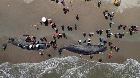 Komoly áttörés az óceánok védelmében, amelyhez Magyarország is hozzájárult