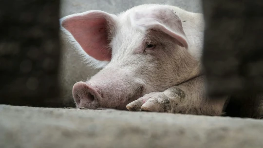 A vámháború új fordulata: Kína az európai sertéstermelőket vette célba