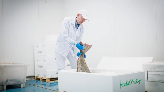 Senki sem akar otthon órákon át halat pikkelyezni és belezni