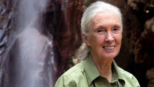 Elhunyt a világhírű etológus, Jane Goodall