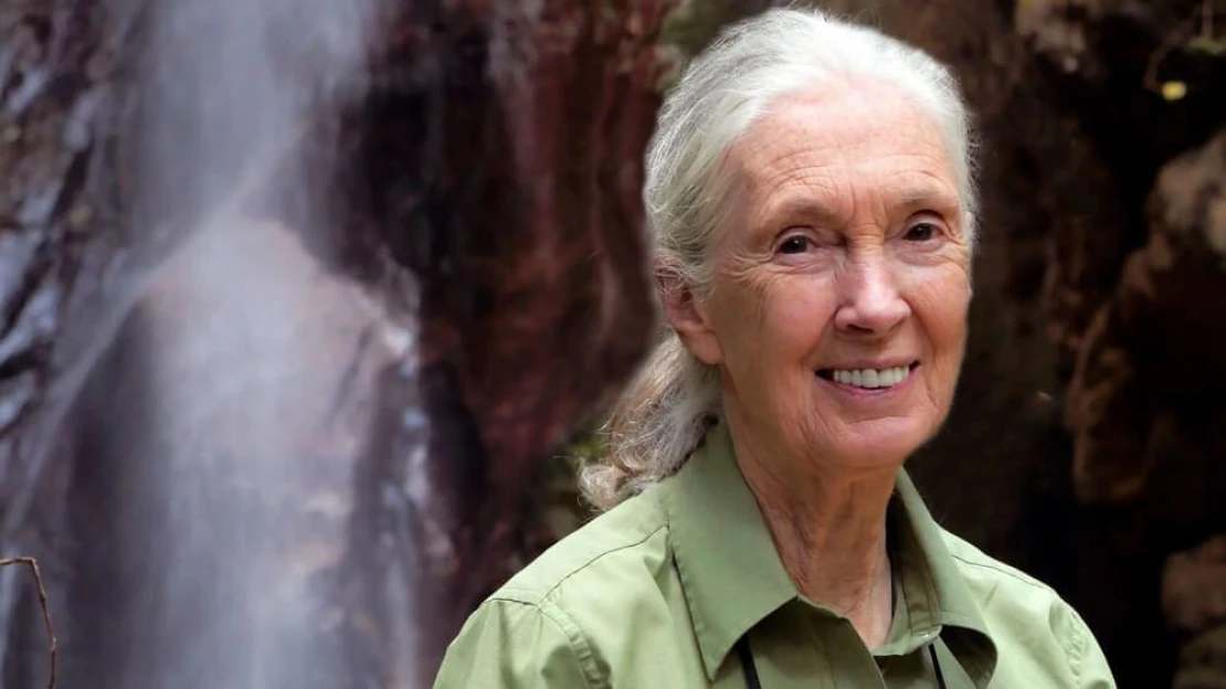 Elhunyt a világhírű etológus, Jane Goodall