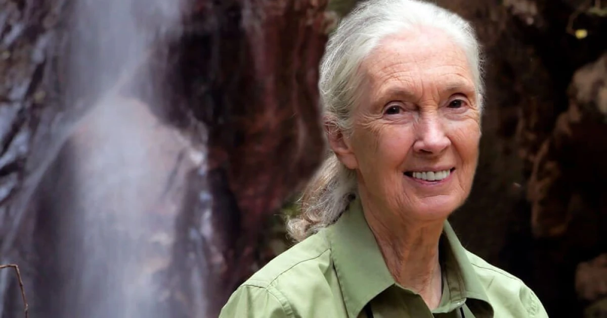 Elhunyt a világhírű etológus, Jane Goodall