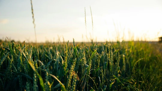 Mészáros sem vonzotta a vevőket. Több milliárdnyi állami föld maradt parlagon