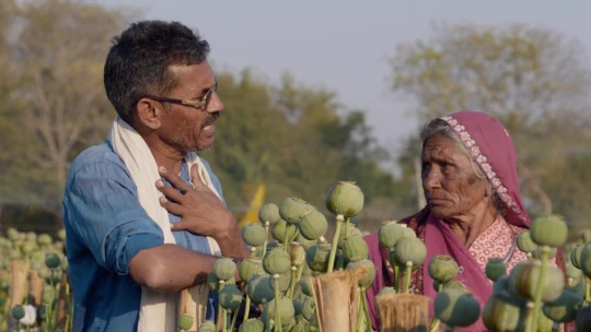 Igazság a korrupció felett: feltárták India sötét ópiumtitkait, mégis minden megy tovább