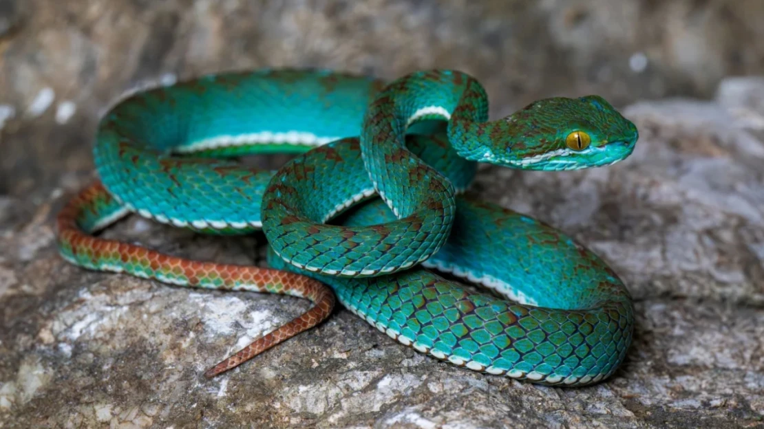 Kígyó, gekkó, csiga és százlábú: új fajokat fedeztek fel a kambodzsai barlangokban